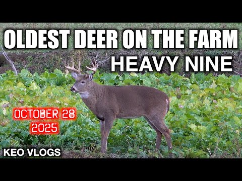 Видео: Самый старый олень на нашей ферме «Тяжелая девятка»