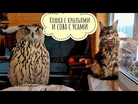 Видео: Тут две совы или две кошки? Сова филин Ёль и кошка Морошка решили наладить отношения?