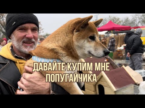 Видео: Рынок Бачка Топола. Продается дом #синдикилайф #ремонтдома