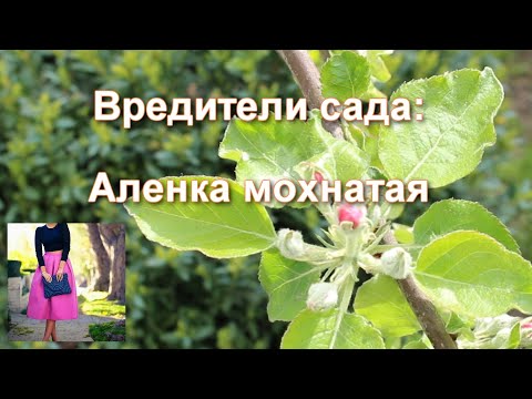 Видео: Вредители сада, плодовых деревьев, цветов: цветоед или Aленка мохнатая  - чем опасен, как бороться
