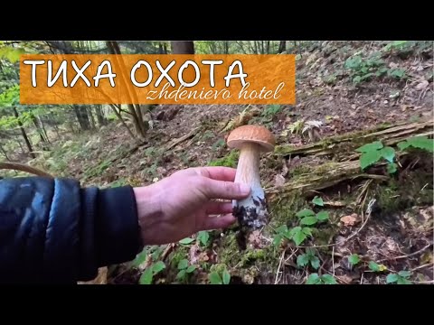 Видео: "Грибна пригода: Тиха охота по білі гриби 10 жовтня" неподалік готелю Жди ня Єво