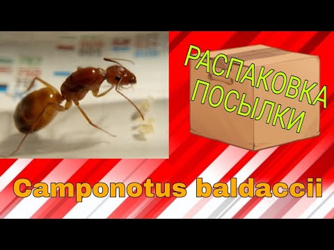 Видео: Распаковка посылки. Camponotus baldaccii.