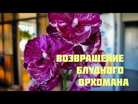 Видео: Возвращение блудного орхомана😁