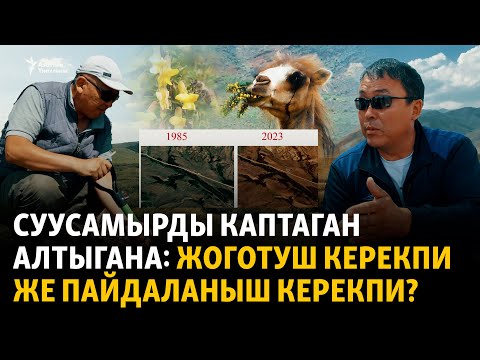 Видео: Суусамыр: алтыгананын айласы табылабы?