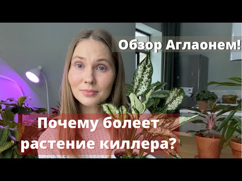 Видео: Обзор коллекции Аглаонем. Уход. Причины проблем при выращивании.