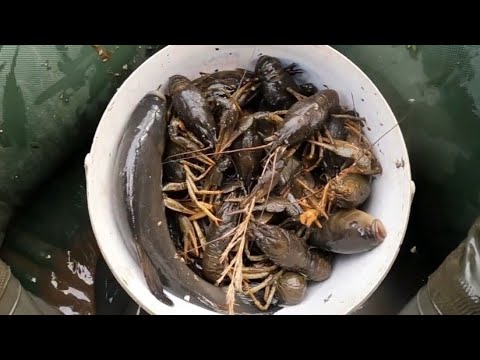 Видео: Крупные раки. Очень много. Ловля раколовками.