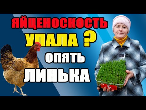 Видео: Весенняя линька у кур. Методы решения проблемы.