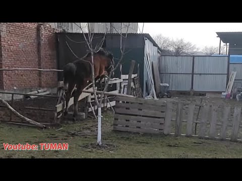 Видео: 1.Первый урок, с Чего начать 1)Кликер и 2)Доверия. Жеребенок Лошадь кобыла