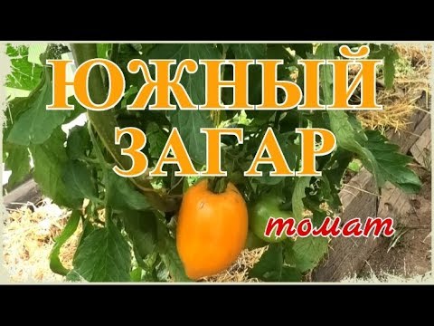 Видео: 🍅 Томат ЮЖНЫЙ ЗАГАР | Отличный вкус | Позднеспелый | Любит солнышко