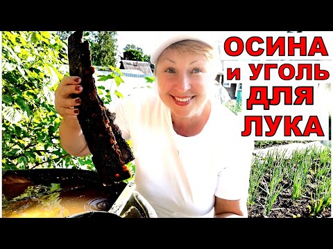 Видео: Бабушка учила делать так и лук вырастет с осиной и углем без болезней и вредителей