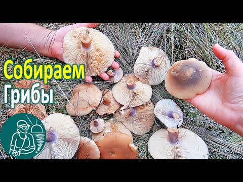 Видео: 🍄 Вдвоем собираем грибы: синеножки, луговые опята, шампиньоны 🍁 Поход Гордеевых за степными грибами
