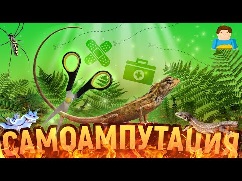 Видео: Животные отбрасывают хвост и... голову! Зачем? | Plushkin