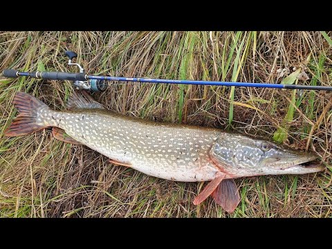 Видео: Ловля щуки и судака на Оке. Береговой джиг.