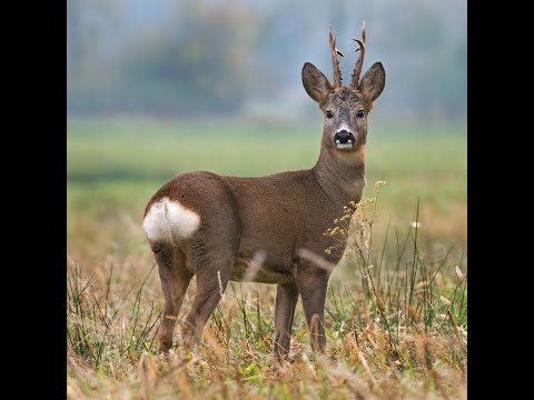 Видео: Охота на сибирскую косулю. Курганская область.2021 г