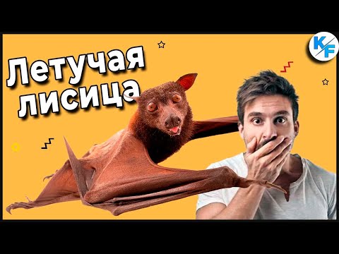Видео: Летучая лисица - ужасный зверь, которого не нужно бояться. Выглядит как летучая мышь, но есть нюанс.