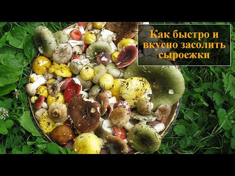 Видео: Как солить сыроежки в домашних условиях
