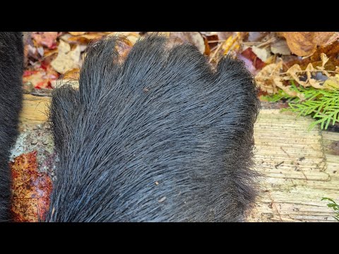 Видео: Отлов черного медведя в штате Мэн для пропитания и сохранения популяции