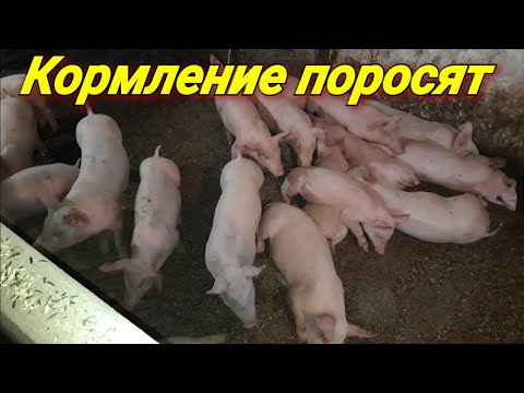 Видео: 🇺🇦Стартовый корм! Чем кормлю поросят! Как готовлю корм!