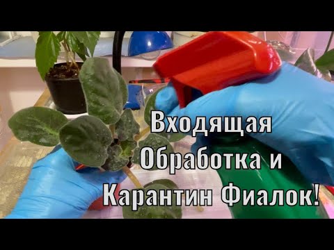 Видео: От БОЛЕЗНЕЙ и ВРЕДИТЕЛЕЙ!!!ОБРАБОТКА Фиалок после Покупки, чтобы не было Проблем!