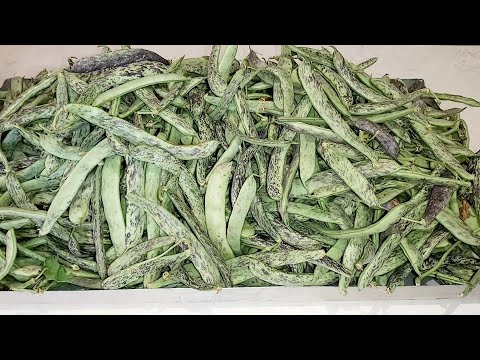 Видео: Ինչպես եմ պահում #կանաչ լոբին ձմռան համար/Как хранить стручковая фасоль на зиму #green beans recipes