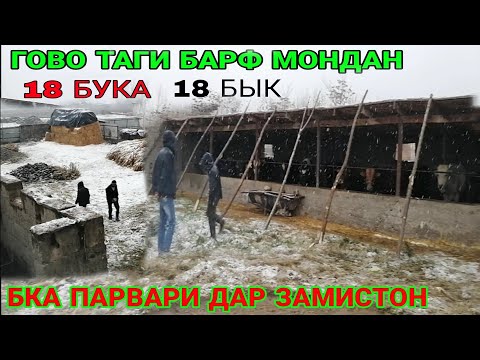 Видео: БУКАПАРВАРИ ДАР БАРФ ЧИ ЗАРАР ДОРА ОГУЛОРА ЗАМИСТОНА КАРДЕМ 2021 г.