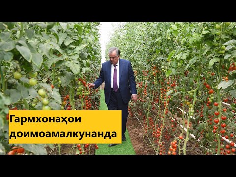 Видео: Боздид аз гармхонаҳо дар ноҳияи Мир Сайид Алии Ҳамадонӣ ва Филармонияи   Одина Ҳошим