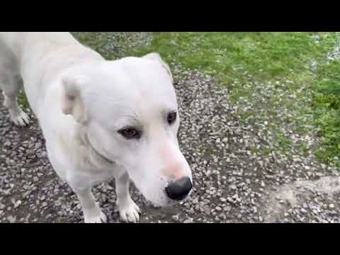 Видео: Алабай Снежа отходит от депрессии/Впервые со дня спасения она начала играть 