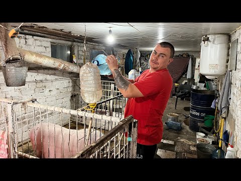 Видео: Поставил поилку!🐽🚰💦 | В этот раз попробуем раньше… ✂️🐷