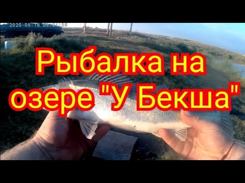 Видео: Рыбалка на озере "У Бекша". Судак, толстолобик.