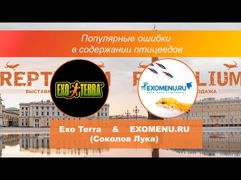 Видео: Exo Terra&Exomenu: популярные ошибки в содержании птицеедов