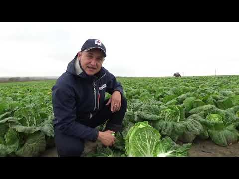 Видео: Пекинская капуста Эндуро  F1, выращивание с Био препаратами!