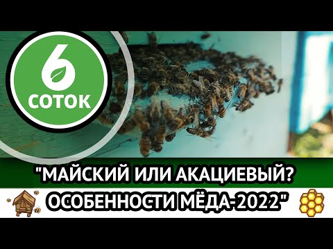 Видео: Майский или акациевый? Особенности мёда-2022. 6 соток 27.06.2022
