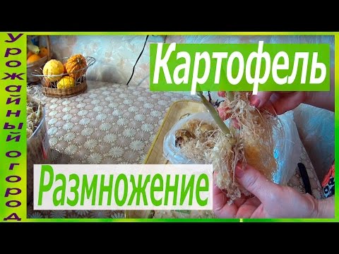 Видео: КАК БЫСТРО ОМОЛОДИТЬ И РАЗМНОЖИТЬ КАРТОФЕЛЬ С ПОМОЩЬЮ ОПИЛОК!