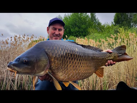 Видео: Кракены бешено раскручивают фрикционы! Рыбалка на крупных карпов!