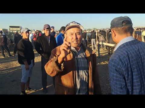 Видео: 1.09.24.Келес ауданы.Абай  базарыЖылқылар,биелер,биелер құлынымен,айғырлар,жабағылар,дөнендер,байтал