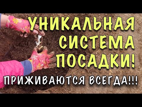 Видео: НЕ ЗАСОХНУТ, ПРИЖИВУТСЯ! Как ПРАВИЛЬНО сажать РОЗЫ ВЕСНОЙ. СЕКРЕТЫ БЫСТРОЙ ПРИЖИВАЕМОСТИ