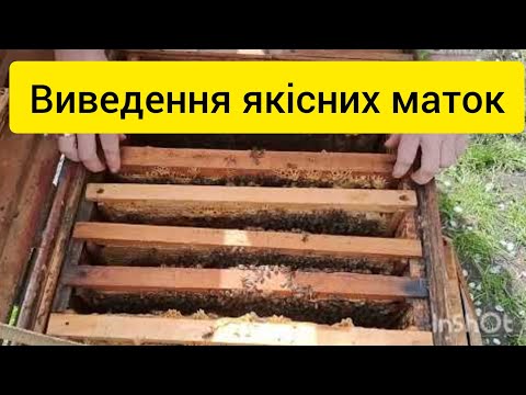 Видео: Виведення маток в лежаку, якісно, просто, надійно, на весь сезон 2024