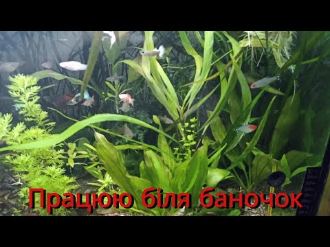 Видео: Працюю біля баночок HD