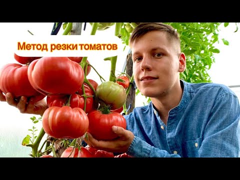 Видео: РАСКРЫВАЮ СЕКРЕТЫ БОЛЬШОГО УРОЖАЯ🍅ТОМАТЫ ПО МЕТОДУ РЕЗКИ🍅