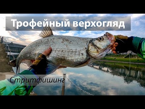 Видео: Река 基隆河, Тайвань. Стритфишинг. Трофейный верхогляд (曲腰) на тяжёлый джиг. 2017/04.