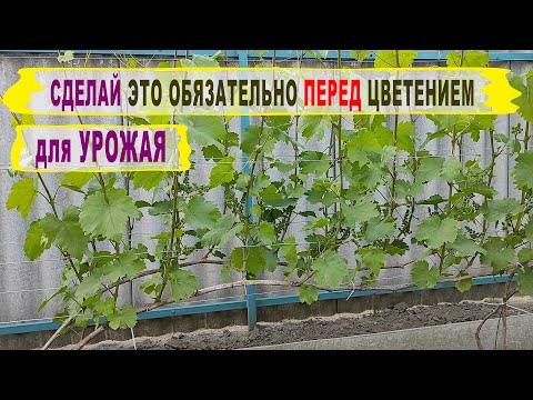Видео: 🍇 Что ОБЯЗАТЕЛЬНО нужно сделать пред ЦВЕТЕНИЕМ ВИНОГРАДА. Чтобы не потерять УРОЖАЙ нужно ЭТО сделать
