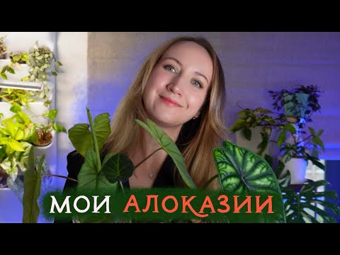 Видео: Мои АЛОКАЗИИ | Обзор коллекции 2024 💚