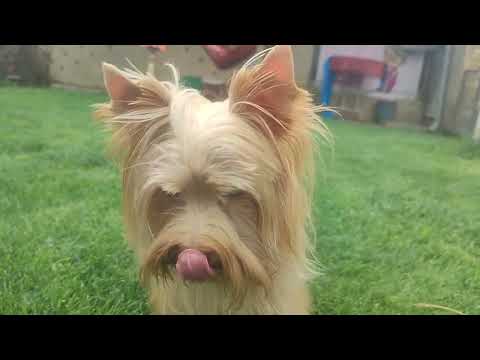 Видео: Золотой Йорк 🔥 Красавчик Генри чудесный мальчик 🔥 цена 80т р.Доставка по миру+79788972514