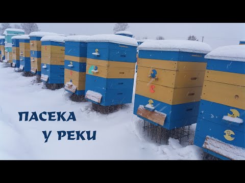 Видео: Пасека у реки! | Apiary by the river!