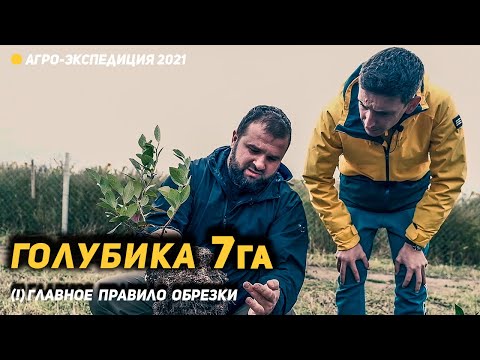 Видео: Планирую окупить за 4-5 лет. Плантация голубики и главный секрет обрезки