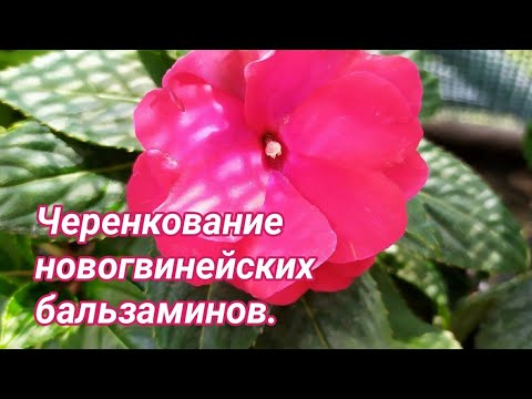 Видео: Черенкование новогвинейских бальзаминов.