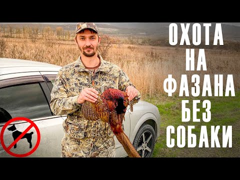 Видео: Охота на фазана / трудовая охота без собаки.