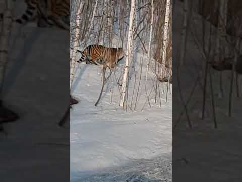 Видео: Встреча с тигром! Амурский тигр идёт вдоль дороги в Хабаровском крае. Видео от моих знакомых. #топ