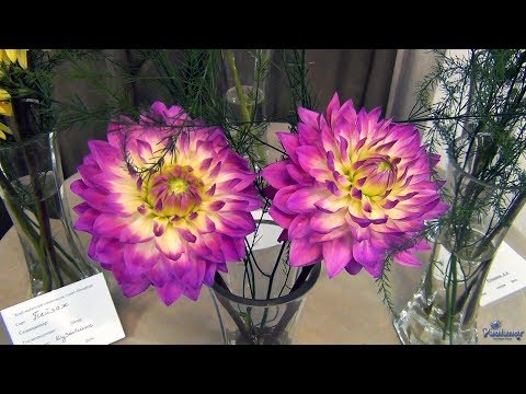 Видео: Ботанический сад. Гладиолусы и георгины (2018)