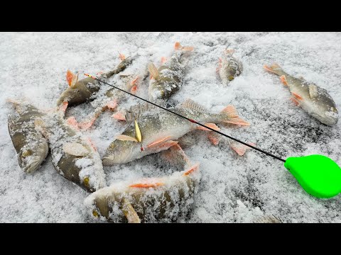 Видео: Первый лёд 2023 - 2024! Долгожданное открытие сезона! Окунь на блесну и балансир!